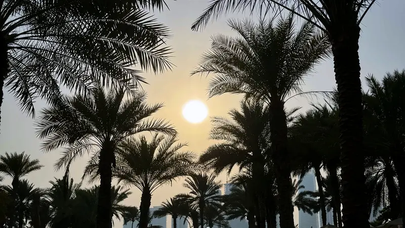 The sun low behind rows of palm trees beside a pool in Dubai
